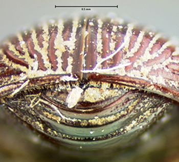 Media type: image;   Entomology 34304 Aspect: pygidium